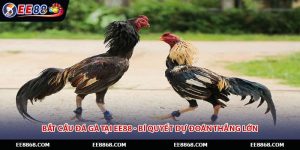 Bắt Cầu Đá Gà Tại EE88 - Bí Quyết Dự Đoán Thắng Lớn