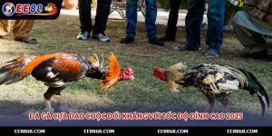 Đá Gà Cựa Dao Cuộc Đối Kháng Với Tốc Độ Đỉnh Cao 2025