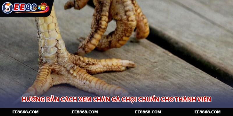 Hướng dẫn cách xem chân gà chọi chuẩn cho thành viên