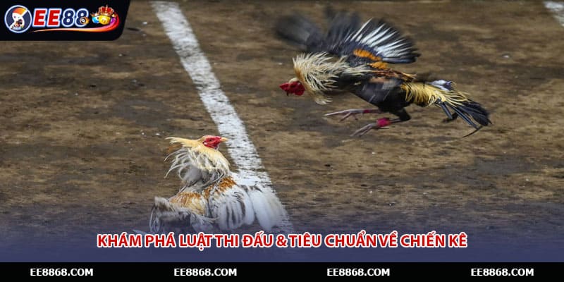 Khám phá luật thi đấu & tiêu chuẩn về chiến kê