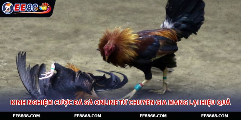 Kinh nghiệm cược đá gà online từ chuyên gia mang lại hiệu quả