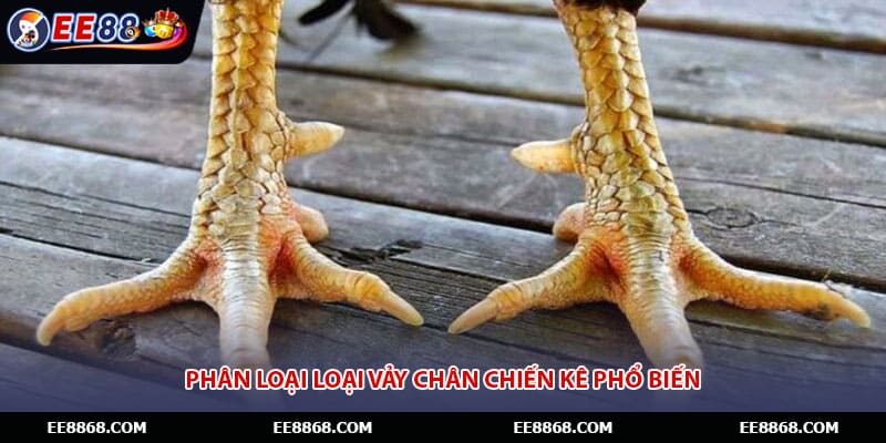 Phân loại loại vảy chân chiến kê phổ biến