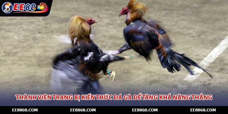 Thành viên trang bị kiến thức đá gà để tăng khả năng thắng